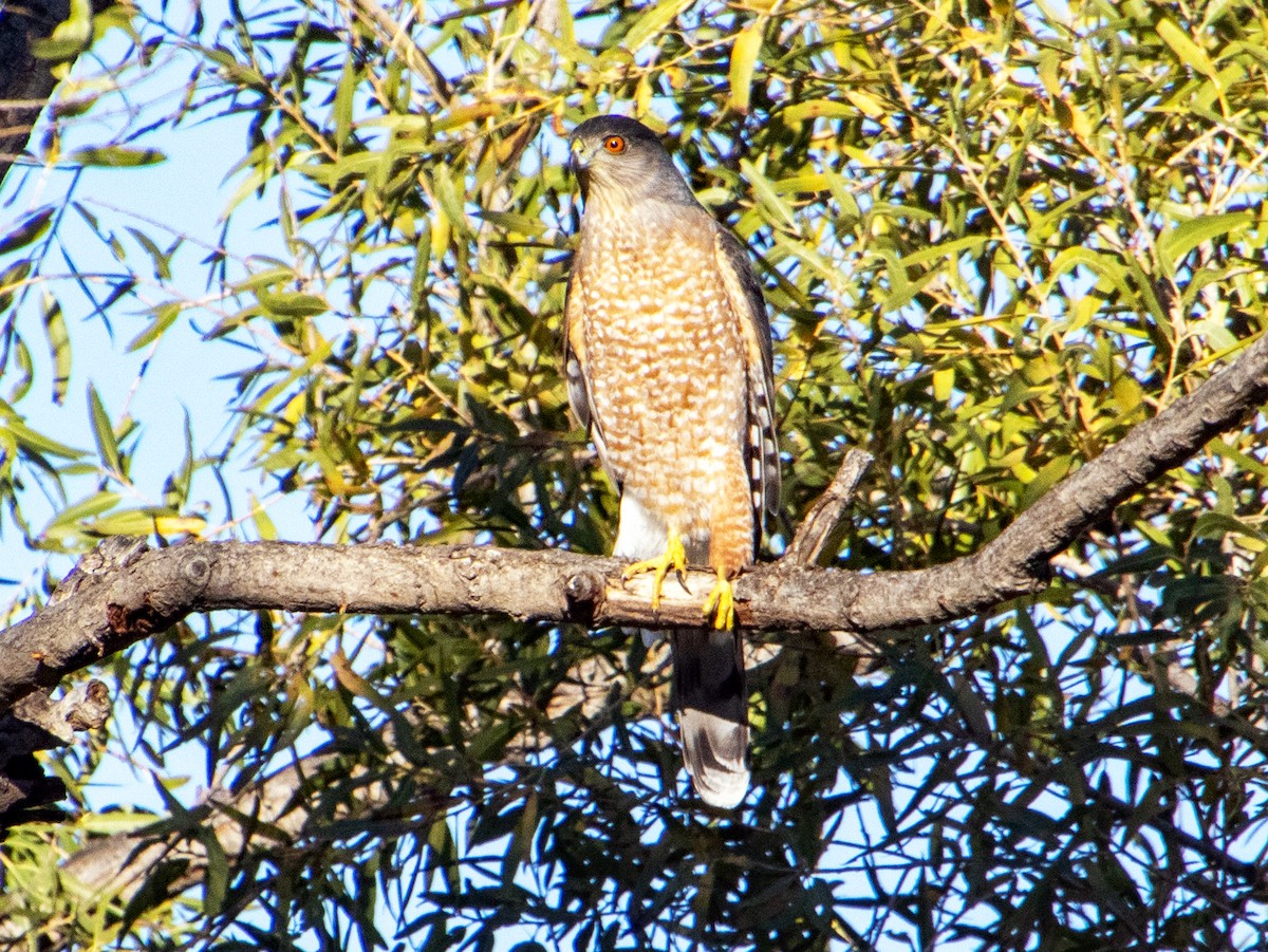 Gavilán de Cooper - ML645876408