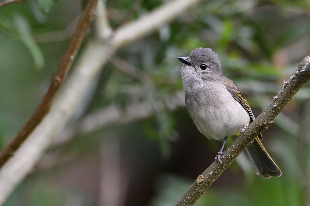 Silbador Dorado - ML645876409