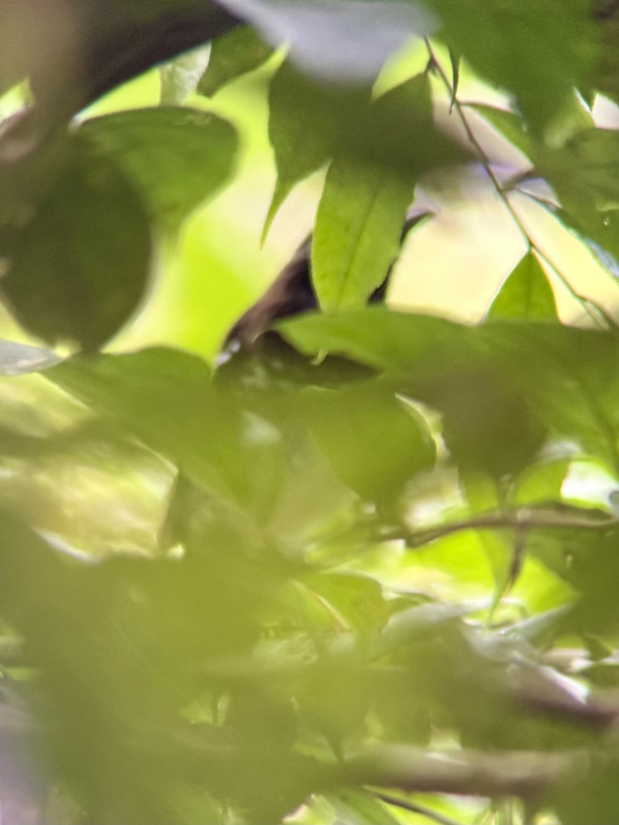 Zorzal de Buru - ML645876410