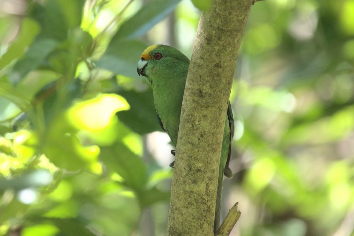 Perico Maorí Montano - ML645876411