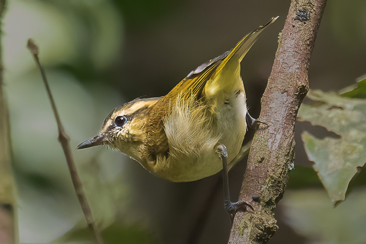 Mosquitero de Lompobattang - ML645876412