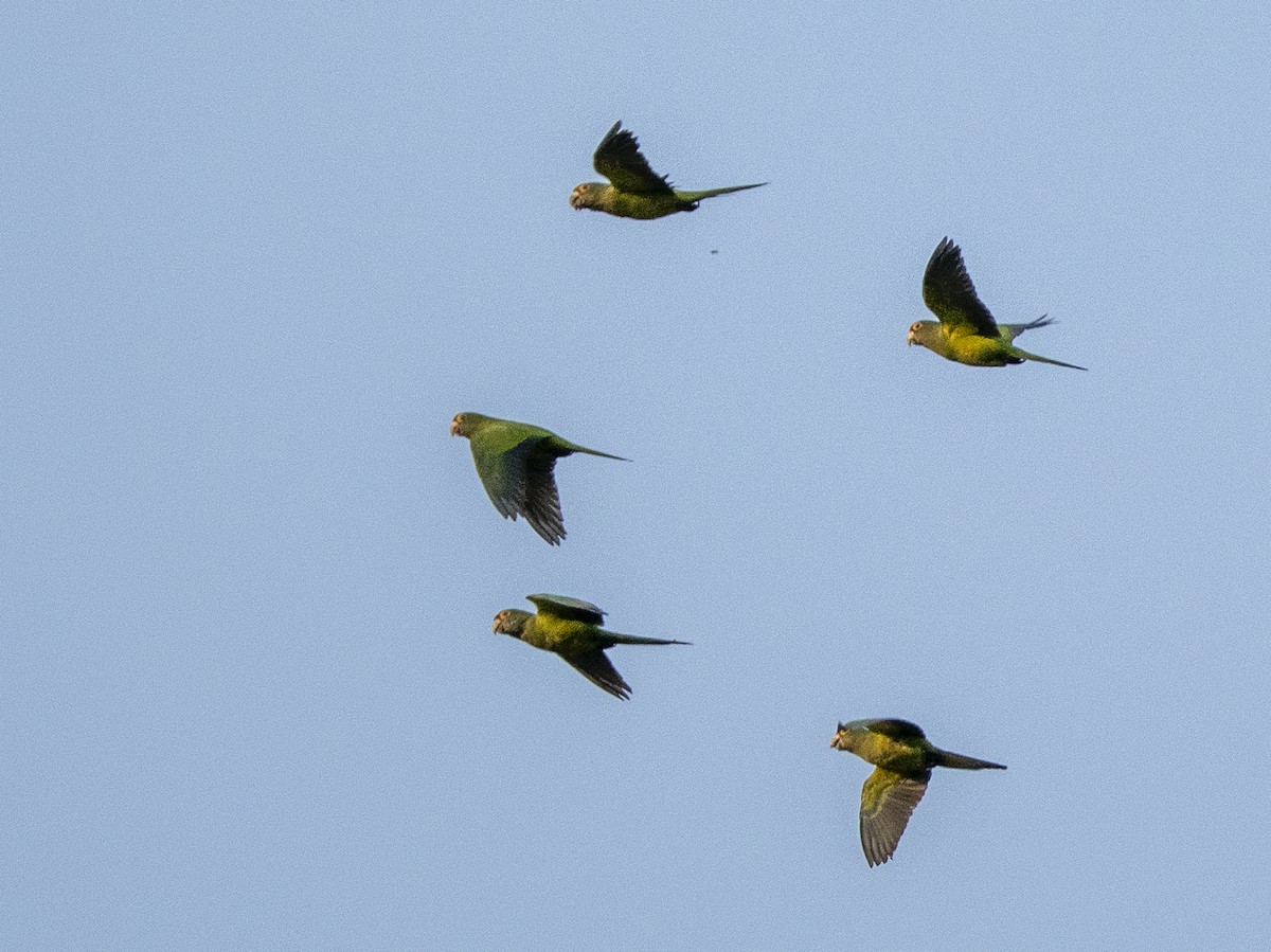 Aratinga Frentinaranja - ML645876413