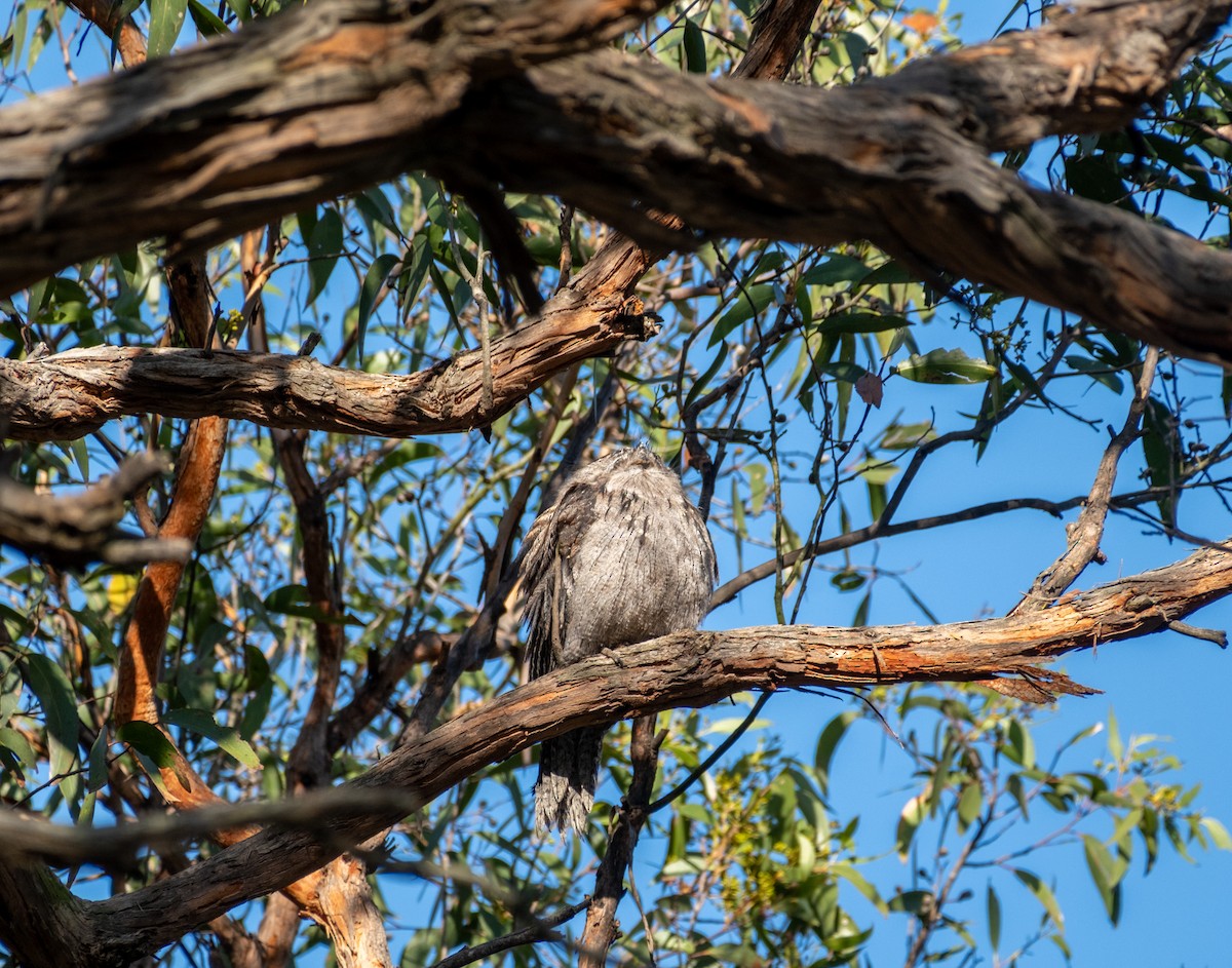 Podargo Australiano - ML645876415