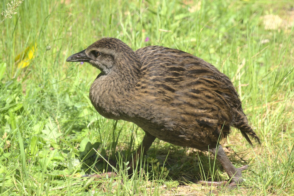 Rascón Weka - ML645876416