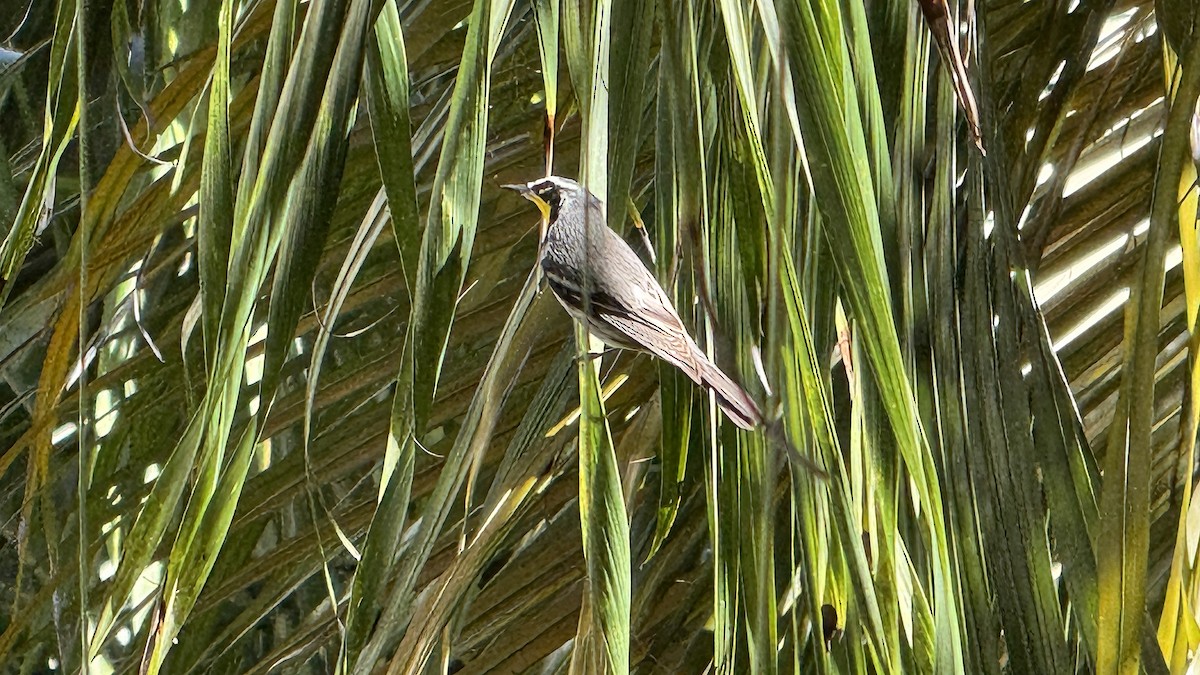 Reinita Gorjiamarilla - ML645876417