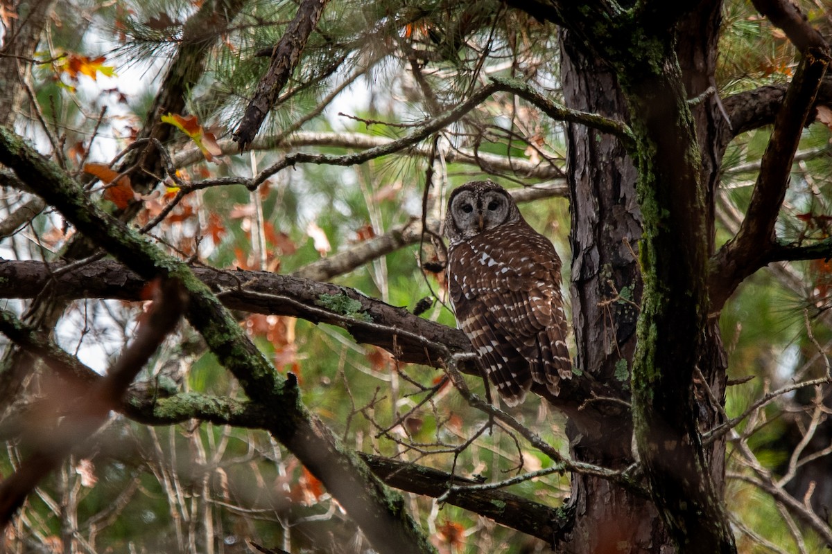 Cárabo Norteamericano - ML645876418