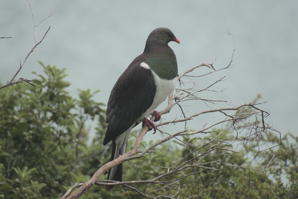 Paloma Maorí - ML645876419