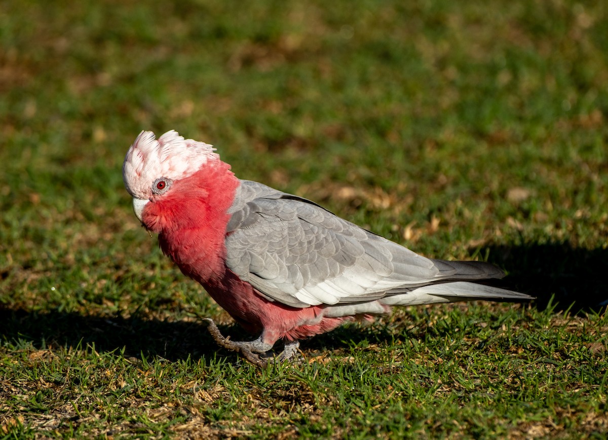 Cacatúa Galah - ML645876421