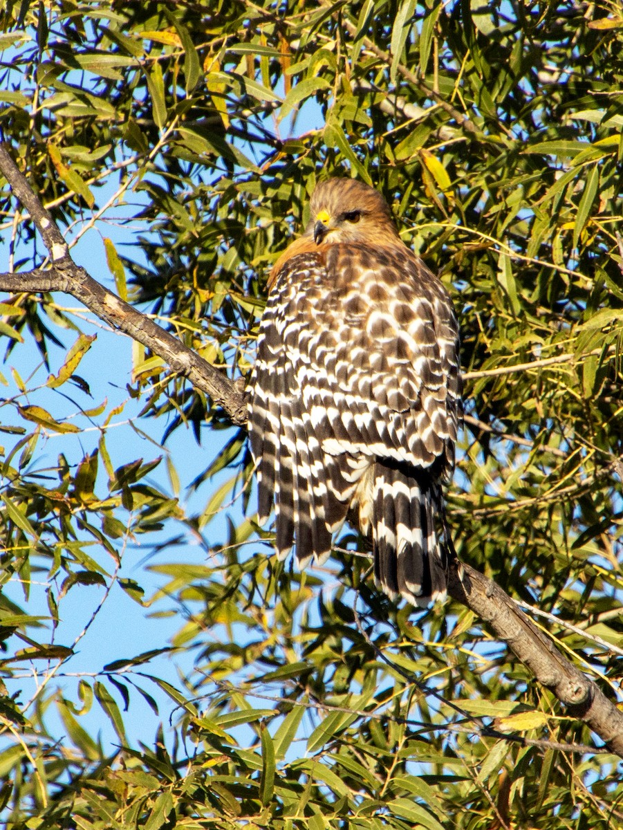 Busardo Pechirrojo - ML645876422