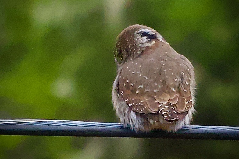 Mochuelo Gnomo - ML645876423