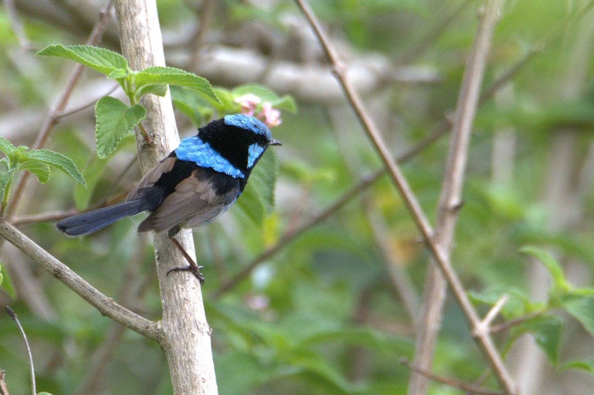 Maluro Soberbio - ML645876424