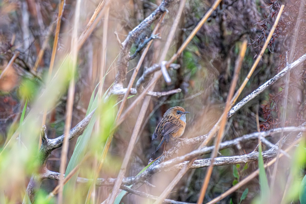 Maluro Meridional - ML645876425