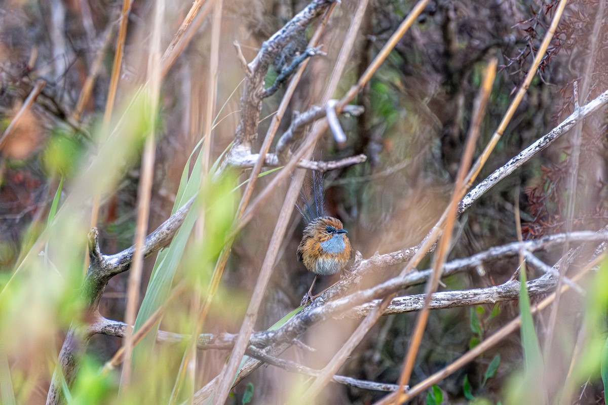 Maluro Meridional - ML645876426