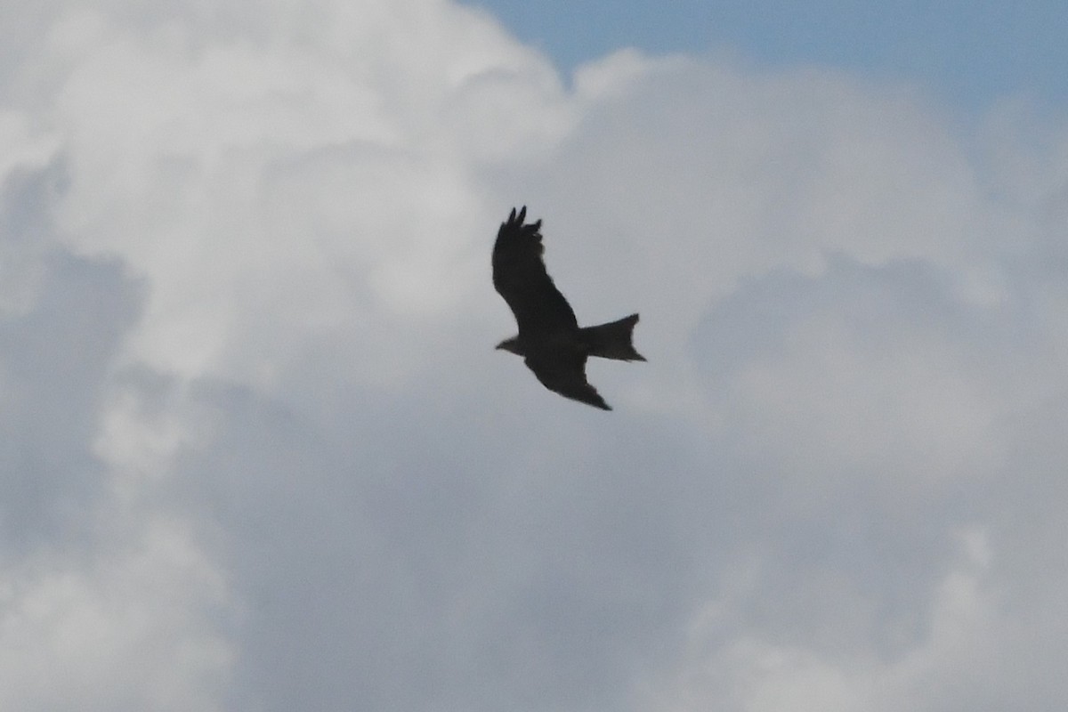 Milano Negro - ML645876427