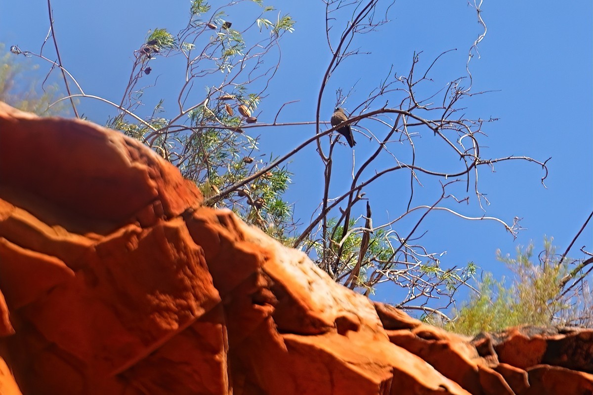 Artamo Chico - ML645876428