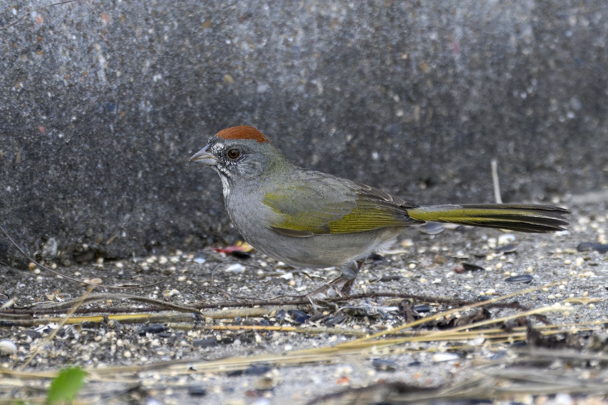 Green-tailed Towhee - ML645876429