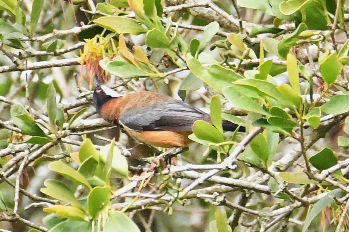 Picoespina Oriental - ML645876430