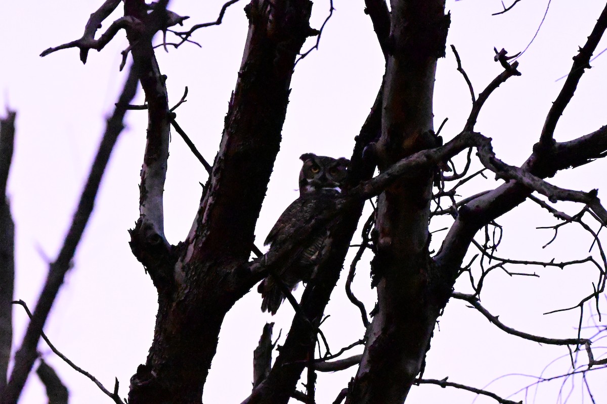 Búho Americano - ML645876431