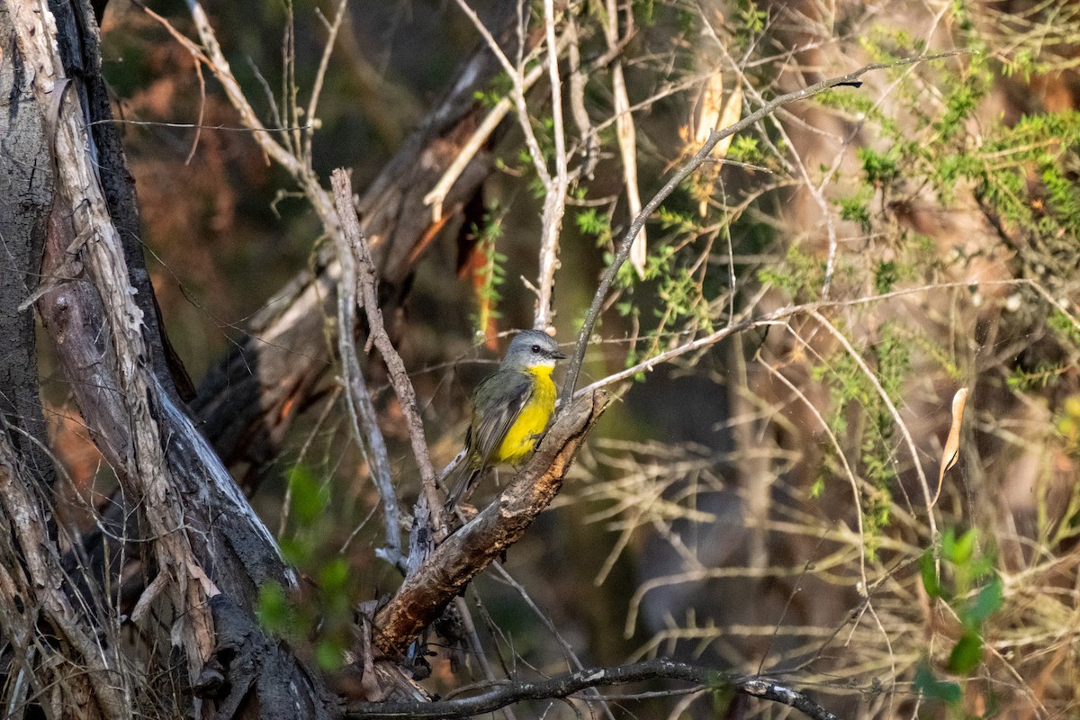 Petroica Amarilla - ML645876432