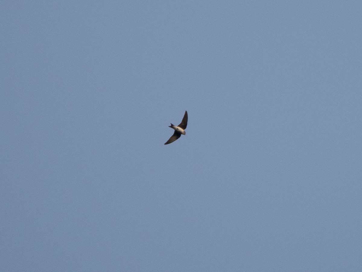 Golondrina Pechigrís - ML645876433