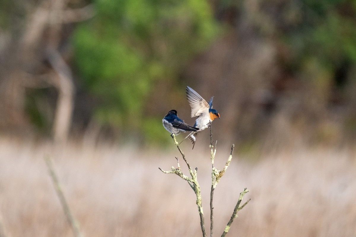 Golondrina Australiana - ML645876435