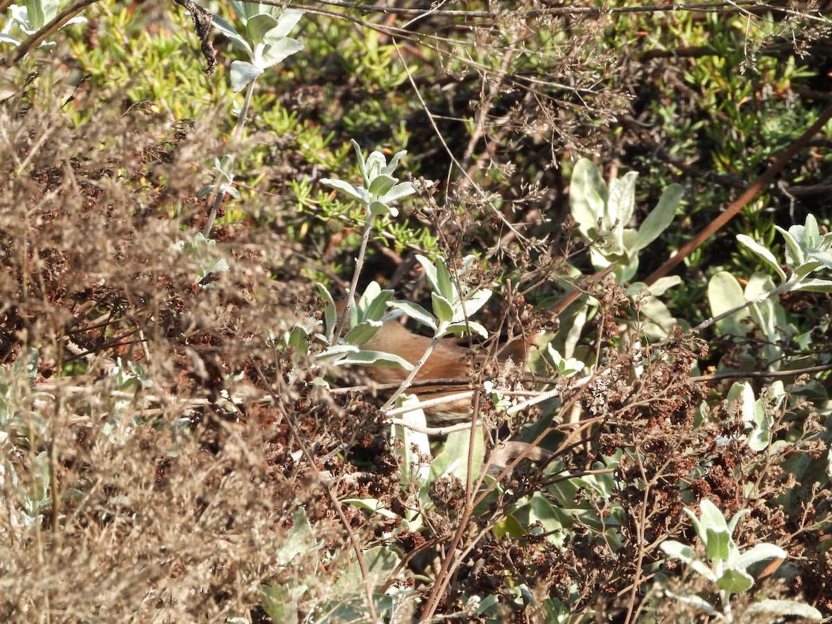 strnadec kaštanový - ML645876437