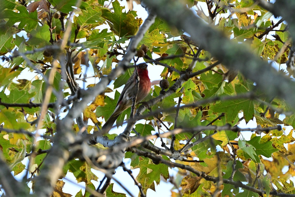 House Finch - ML645876447