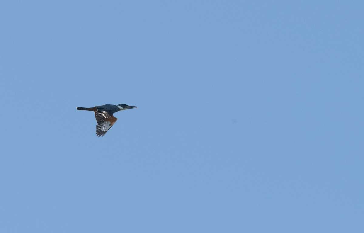 Ringed Kingfisher - ML645876449