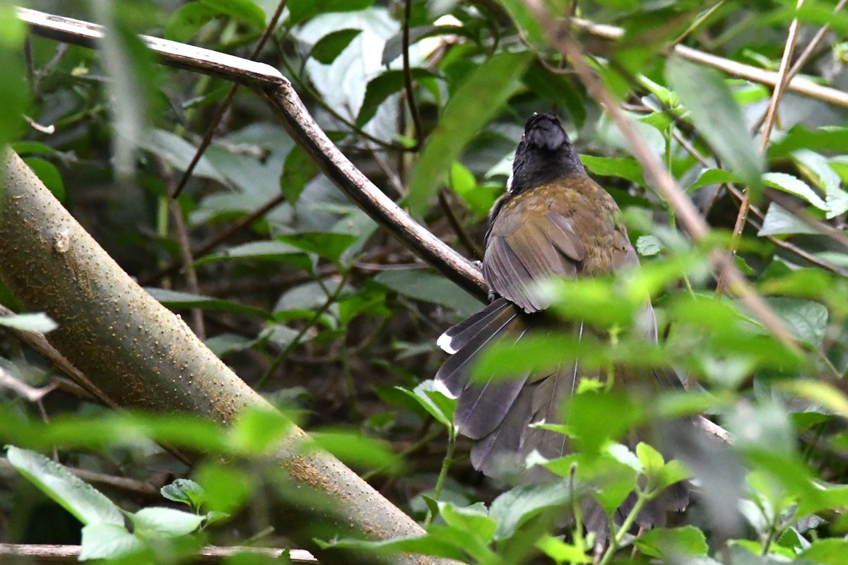 Eastern Whipbird - ML645876450