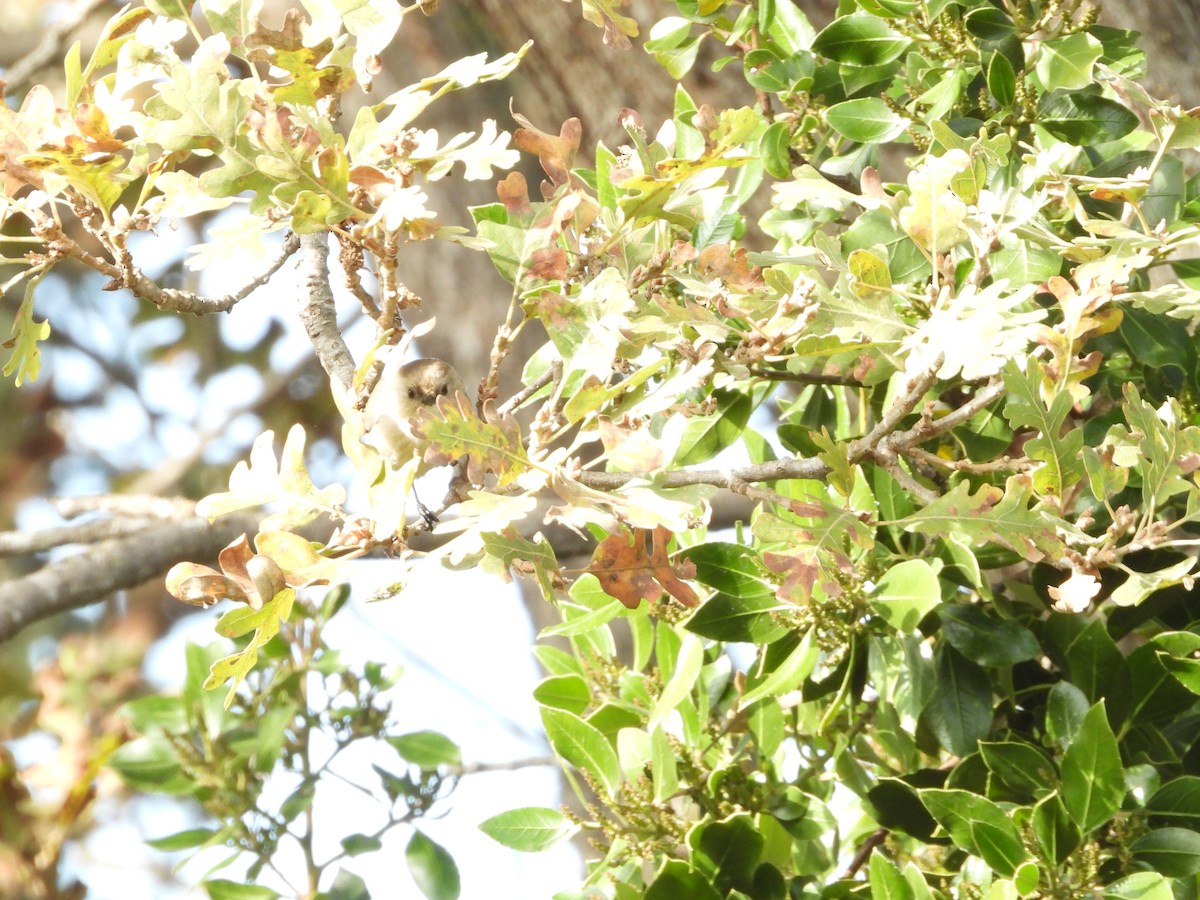 Bushtit - ML645876451