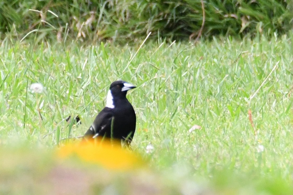 Australian Magpie - ML645876452
