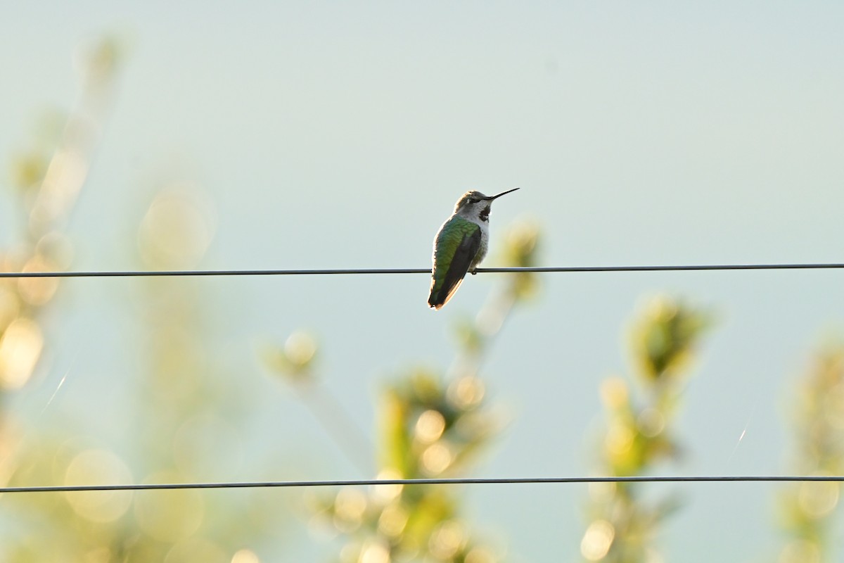 Anna's Hummingbird - ML645876454