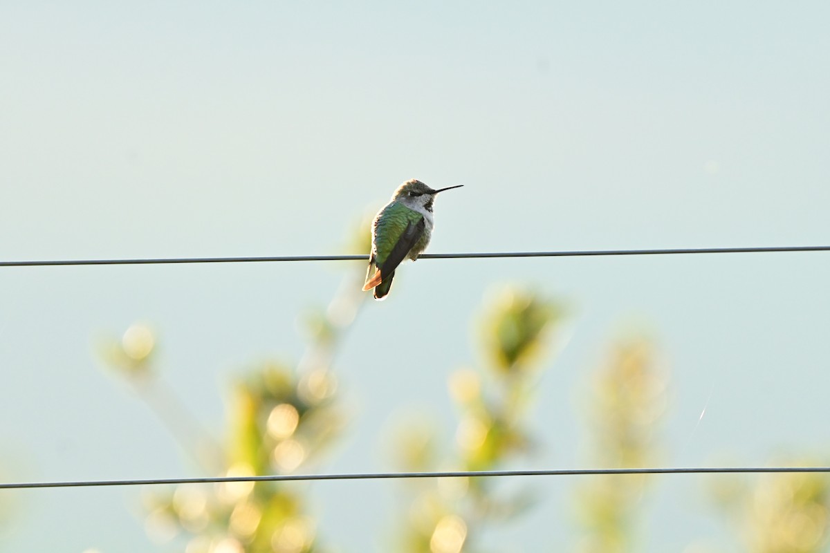 Anna's Hummingbird - ML645876455