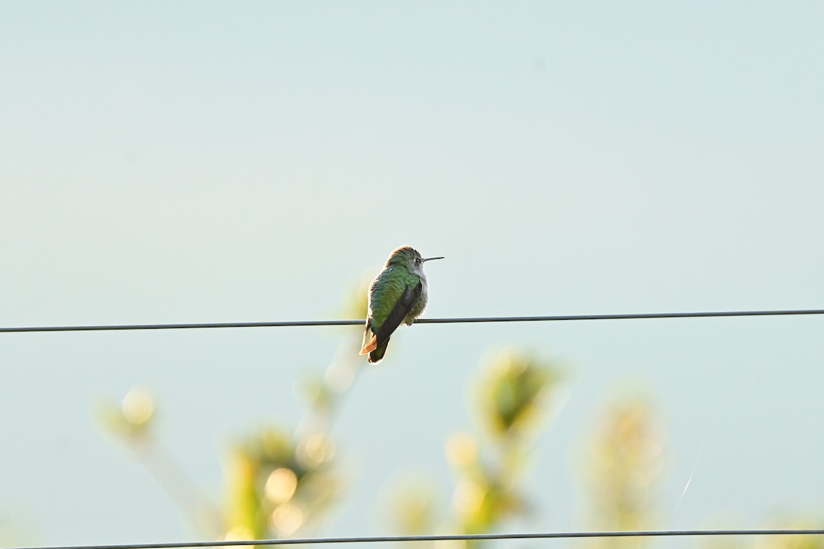 Anna's Hummingbird - ML645876456