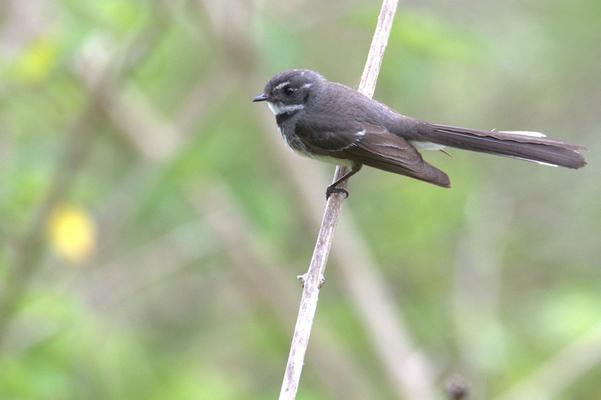 Gray Fantail - ML645876457