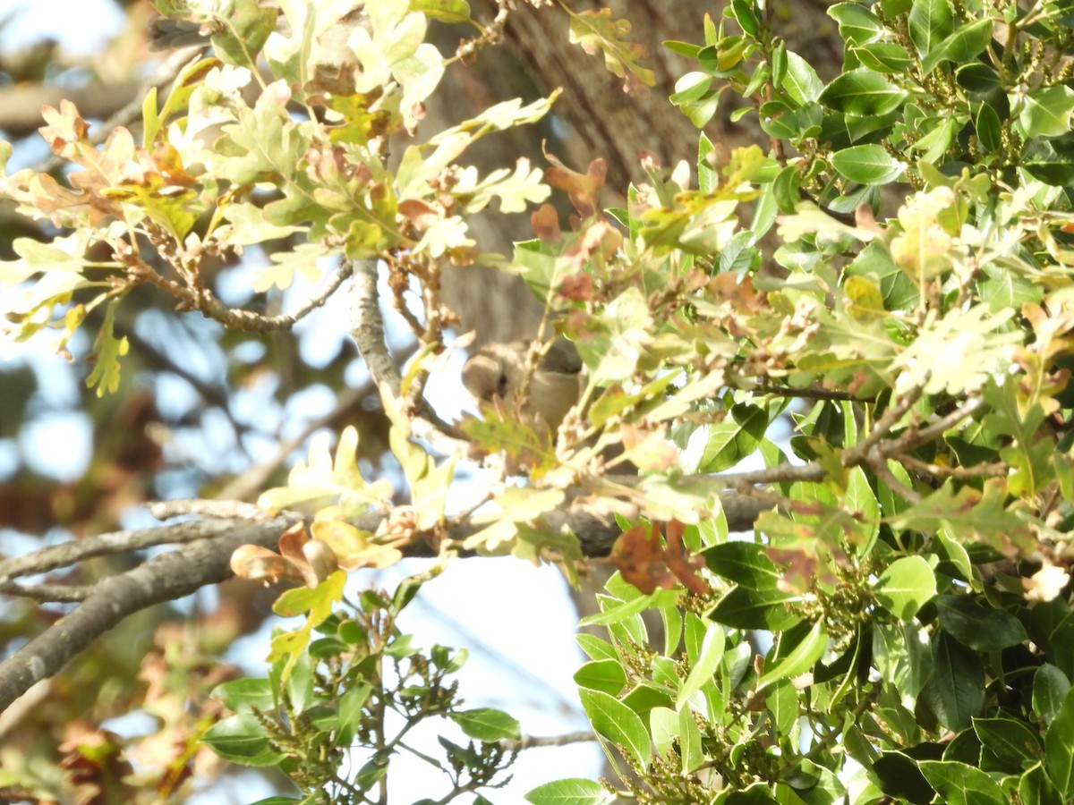 Bushtit - ML645876458