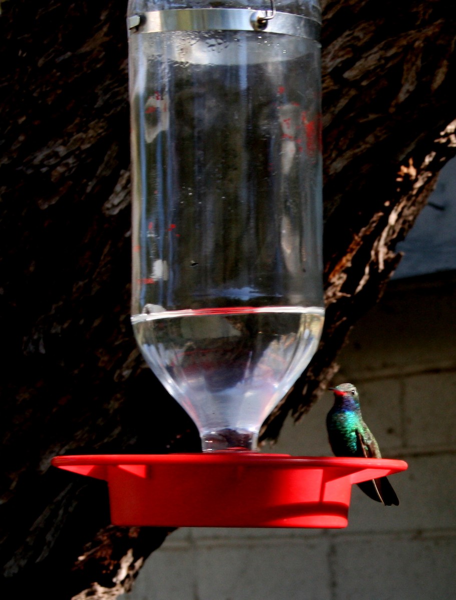 Broad-billed Hummingbird - ML645876459