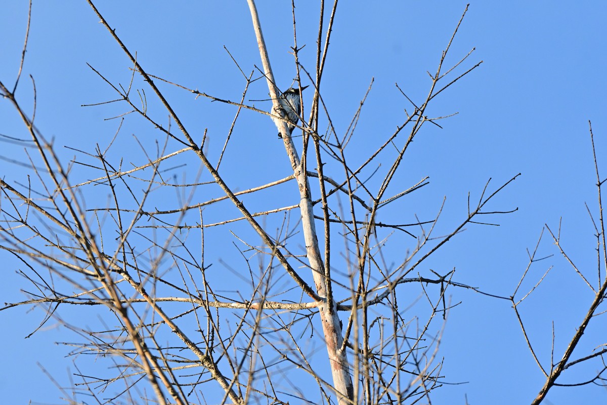 Acorn Woodpecker - ML645876461