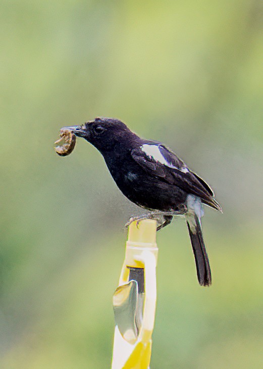 Pied Bushchat - ML645876463