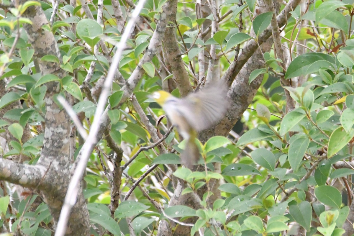 Silvereye - ML645876468