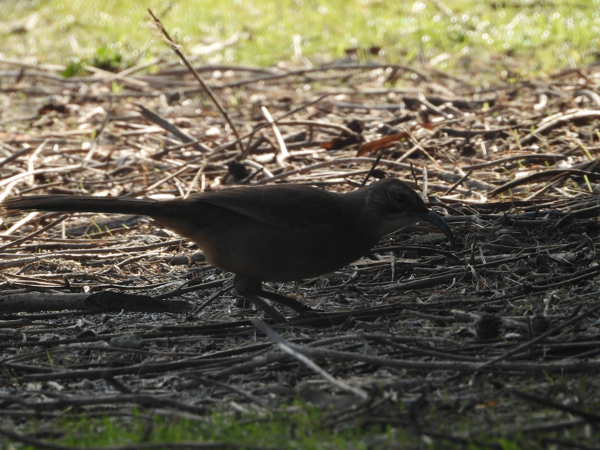 California Thrasher - ML645876469