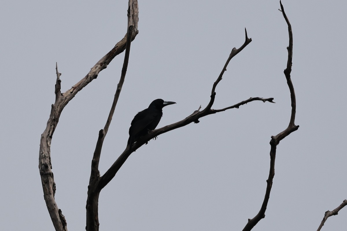 Black Butcherbird - ML645876470