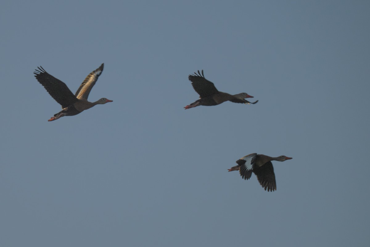 Black-bellied Whistling-Duck - ML645876471