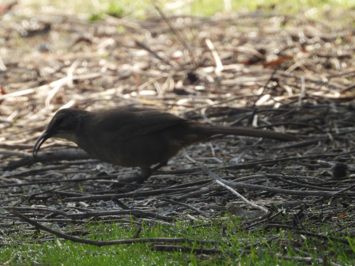 California Thrasher - ML645876472