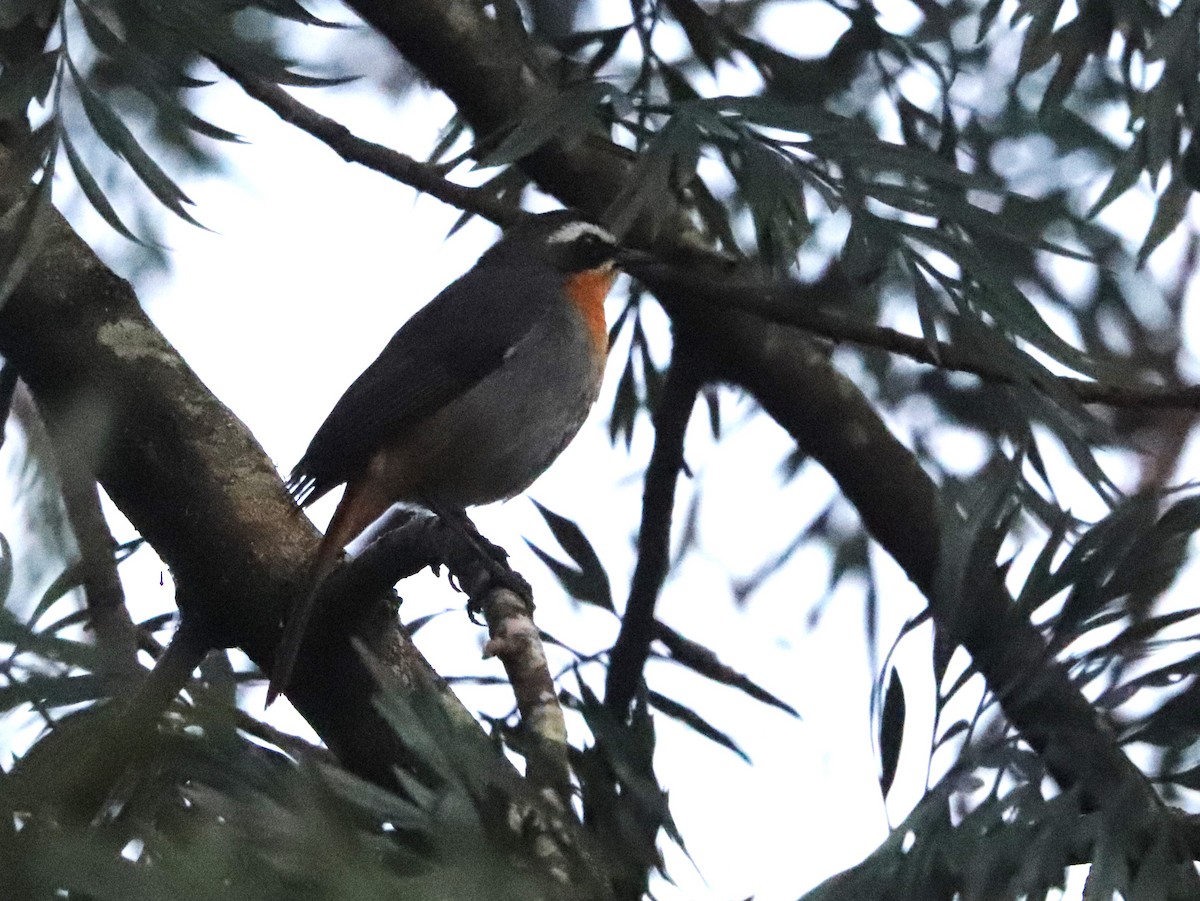 Cape Robin-Chat - ML645876473