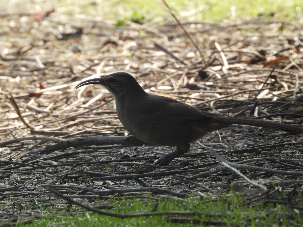 California Thrasher - ML645876475