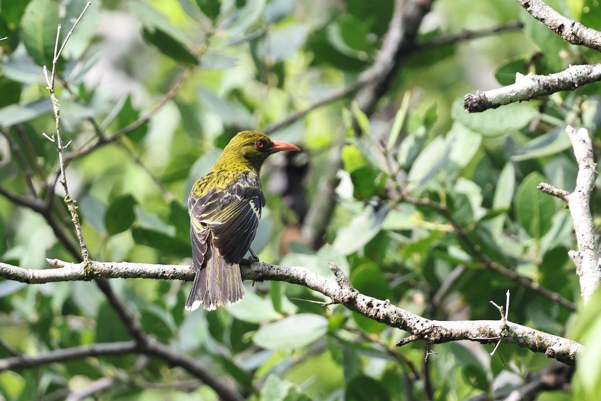 Green Oriole - ML645876476