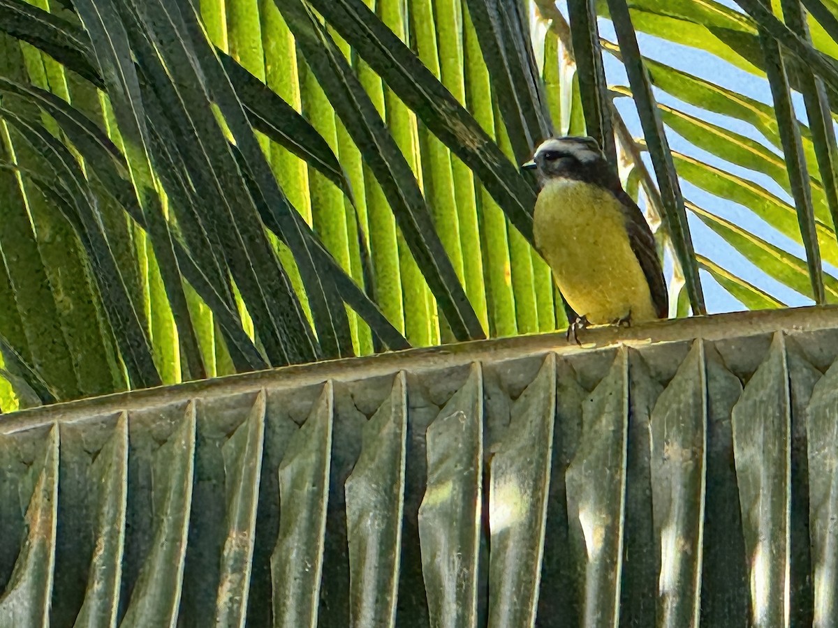 Great Kiskadee - ML645876479