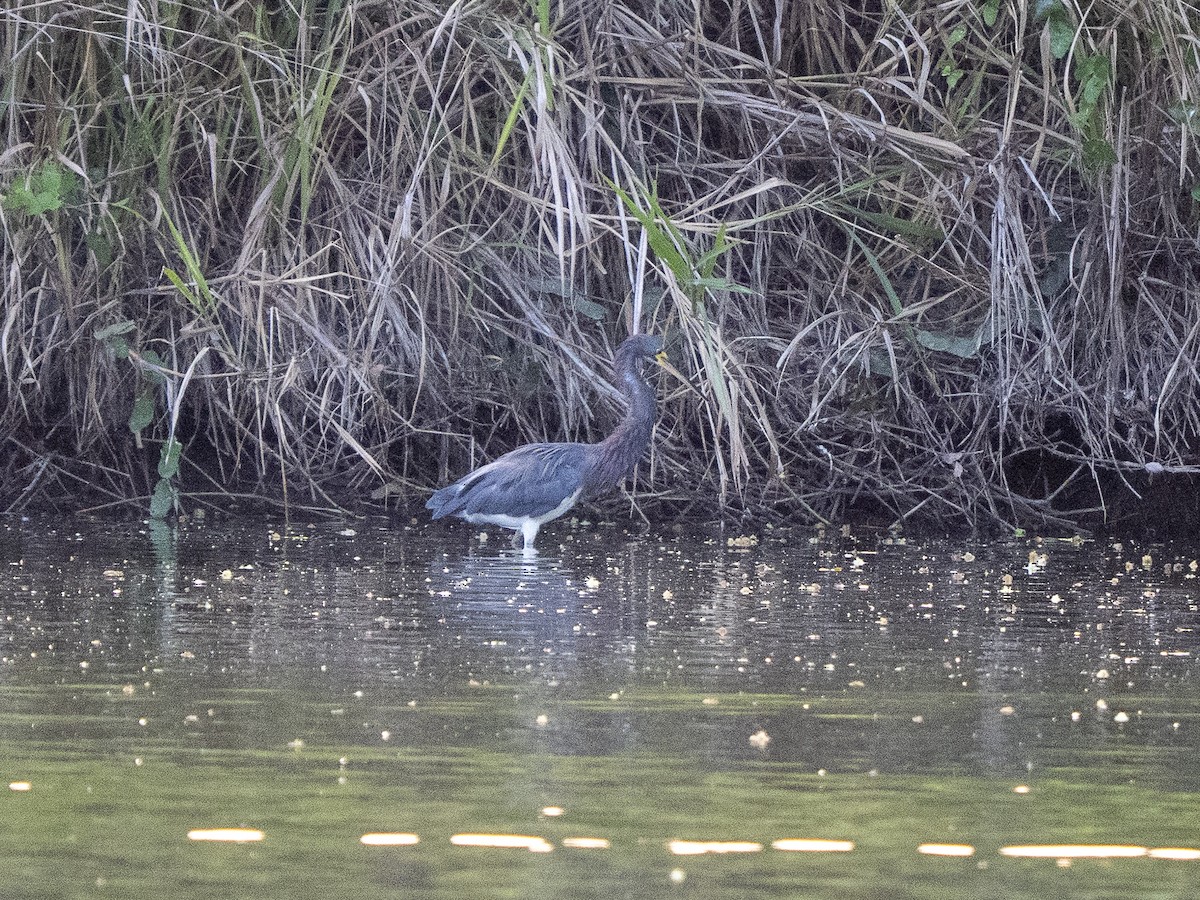Tricolored Heron - ML645876480