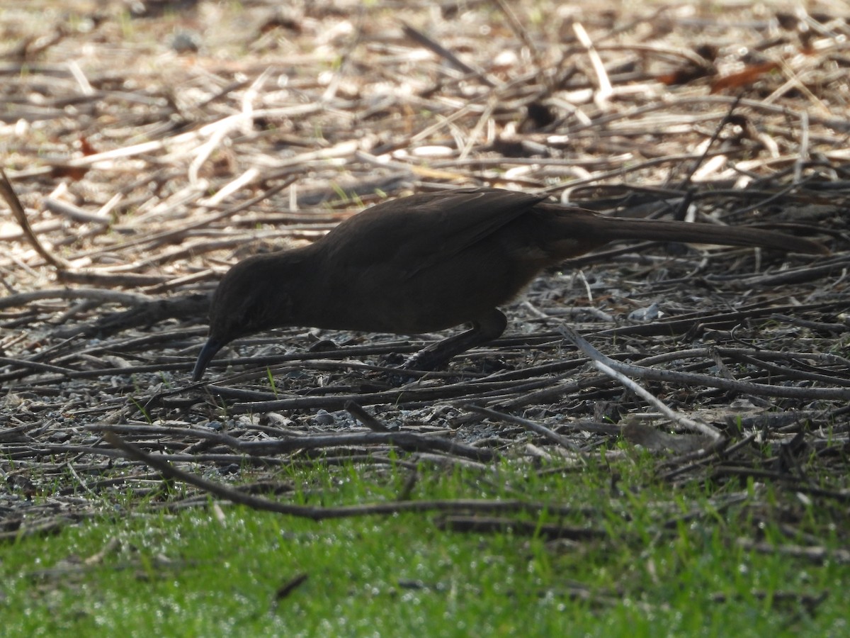 California Thrasher - ML645876481